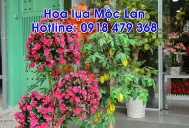 THÌ CÔNG CÁC LOẠI CÂY GIẢ